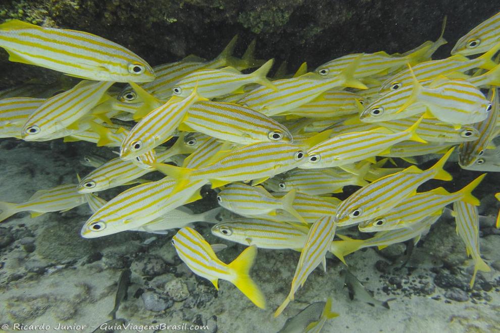Imagem de peixes fascinantes em Fernando de Noronha.